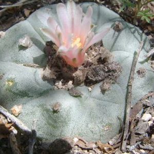 Buy peyote plants