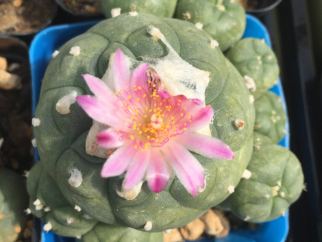 lophophora williamsii seeds for sale