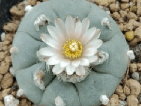 lophophora williamsii live plants for sale