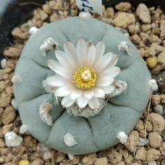 lophophora williamsii live plants for sale