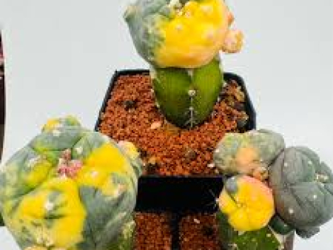 peyote cactus for sale