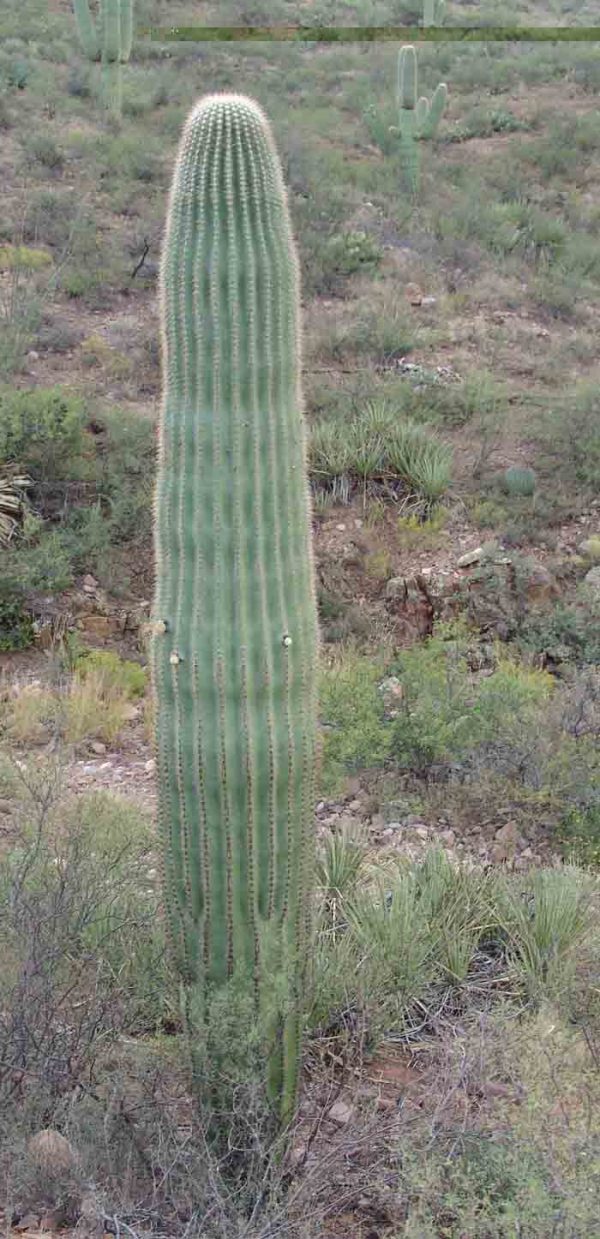 saguaro cactus for sale phoenix az