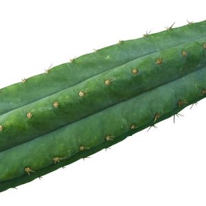 buy san Pedro