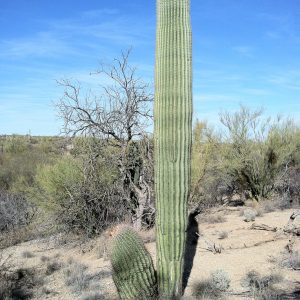 buy saguaro cactus