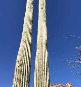 buy saguaro cactus