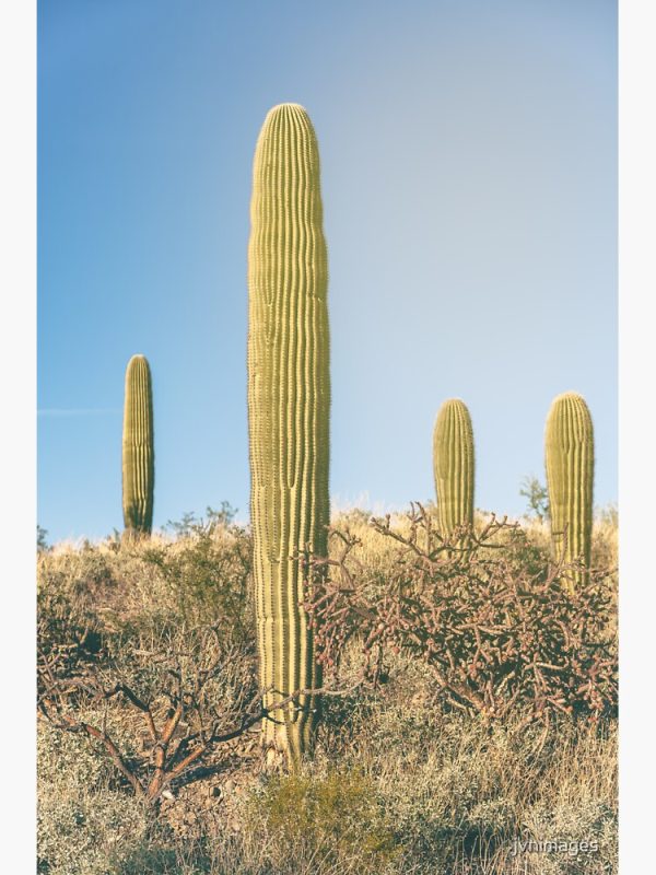 saguaro cactus for sale