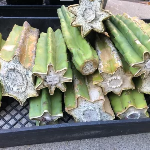 san pedro cactus cuttings for sale