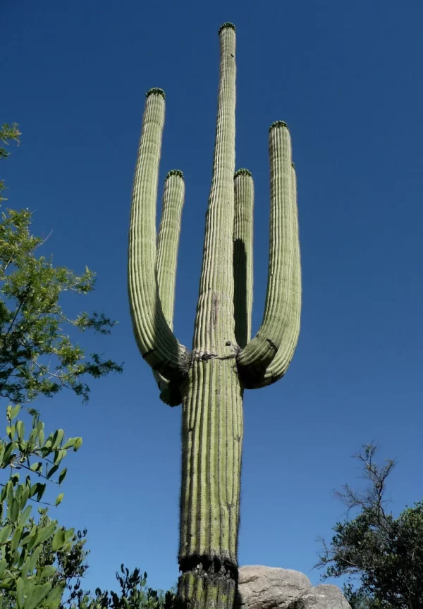 saguaro cactus skeleton for sale