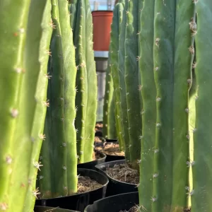 san pedro cactus plants for sale