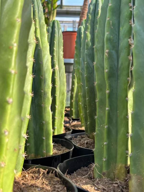 san pedro cactus plants for sale